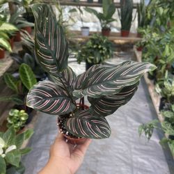 4” Calathea Ornata/ Pinstripe