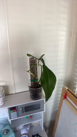 Philodendron joepii