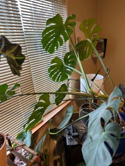 Monstera