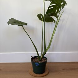 6 Inch Monstera Deliciosa Plant B