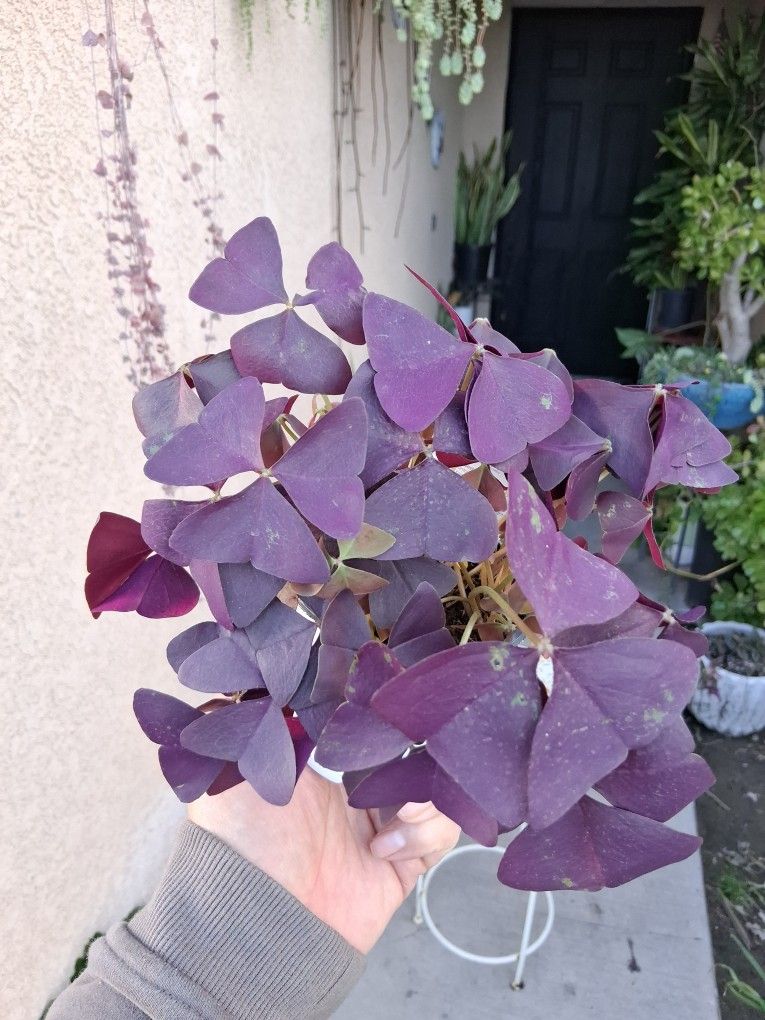Oxalis Triangularis Plant $10