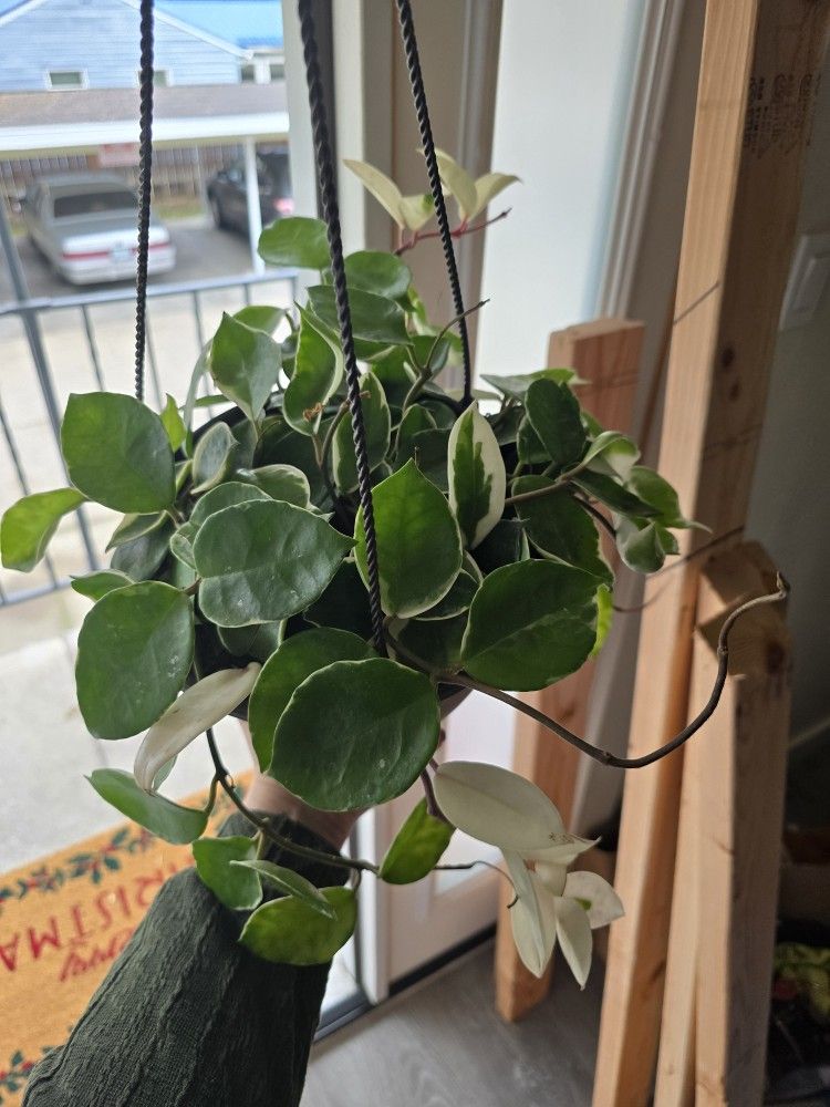 Beautiful Krimson Queen Hoya