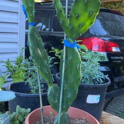 Nopal Plants 