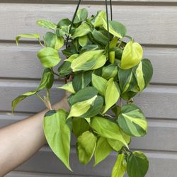 6” Brazil Philodendron