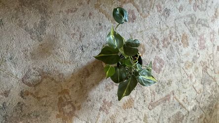 Philodendron Brazil
