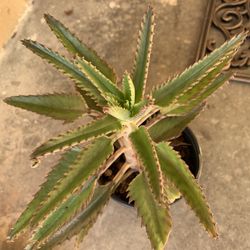 Mother Of Millions Succulent
