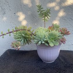 Succulents Plant 