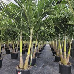 Christmas palms staring $75 and up 7 feet + single double triple all sizes available 