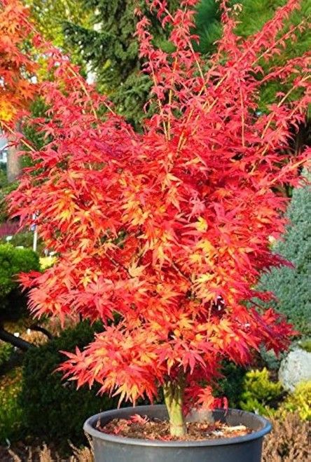 Japanese Maples$25-$75