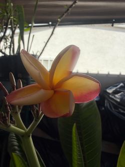 Plumeria