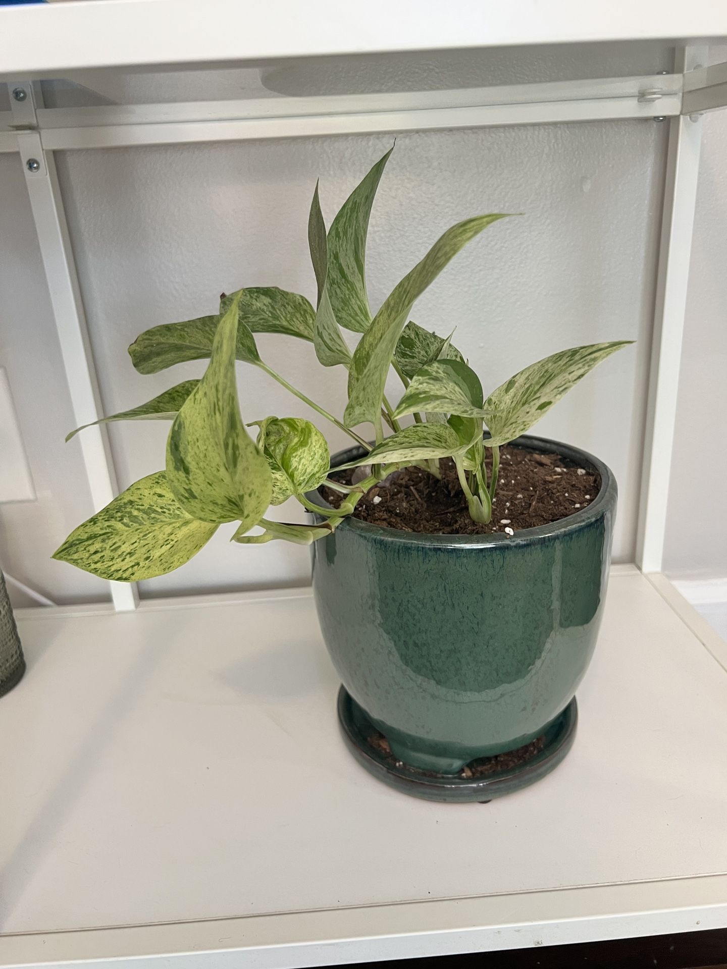 Plants