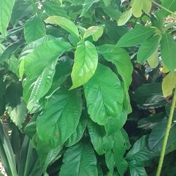Avocado Trees 