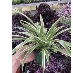 Spider Plant (4 Inch Cup) Indoor/ Outdoor Plant 