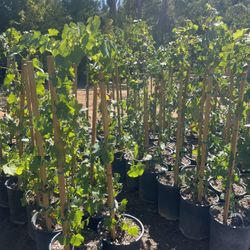 Grape Vines- Raspberry Plants- Blackberry Plants- White BlackBerry Plants- Strawberry Plants 