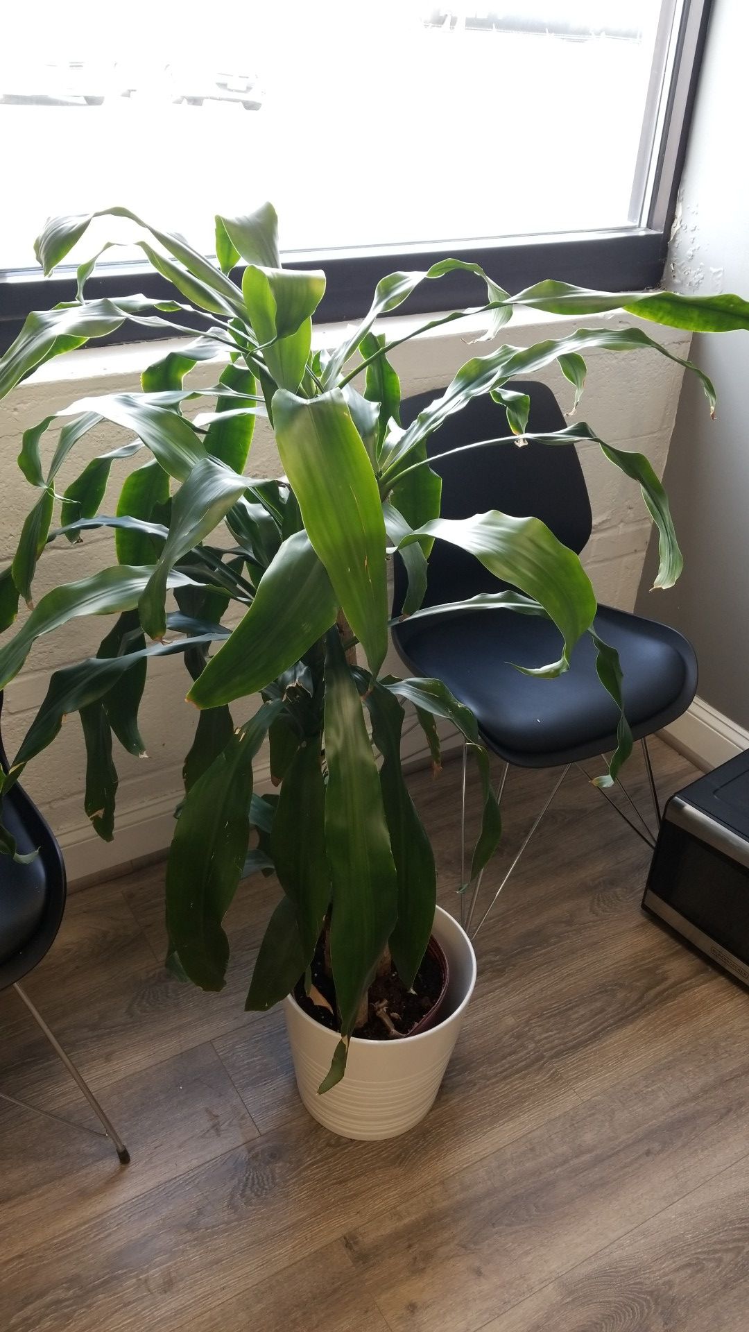 Office/Home Palm Plant (WHITE POT INCLUDED)