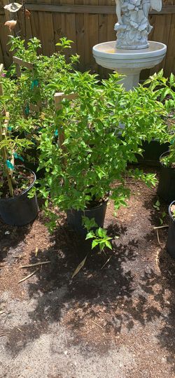 Pink Bouganvillea Plants 2ft Tall Or So