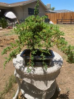 mature and beautiful mother and 1 foot white black bonsai pot $145 Miyagi style mature and beautiful mother and 1 foot white black bonsai pot $145