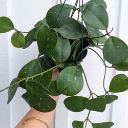 Hoya Obvata Splash Plant 6" Pot - Indoor House Plants