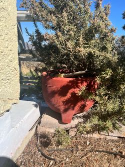 Terracotta planter with succulent