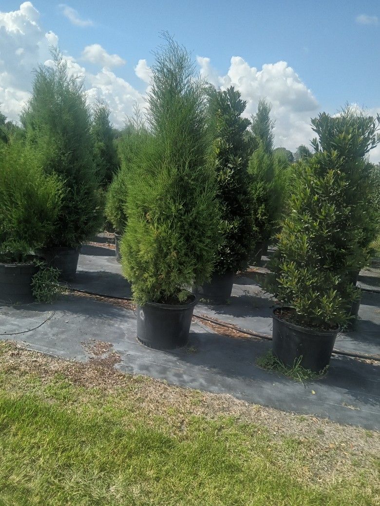 Cedar Trees 7 Ft Tall Delivered And Planted Great For Privacy