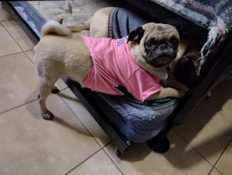 Dog Shirts