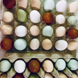 Farm-fresh Rainbow Chicken Eggs