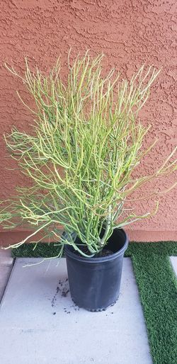 Desert Plant/Pencil Cactus/Fire Stick