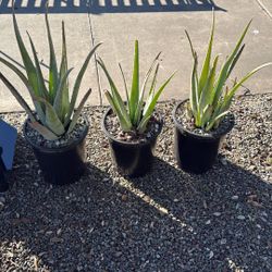 Aloe Vera Plants $15 Each Have 20 Of Them 
