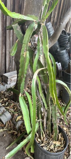 Dragon fruit plant tree in 5 gallon pot