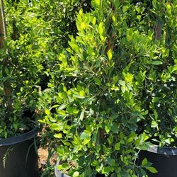 Ficus Nitida Hedge Or Privacy