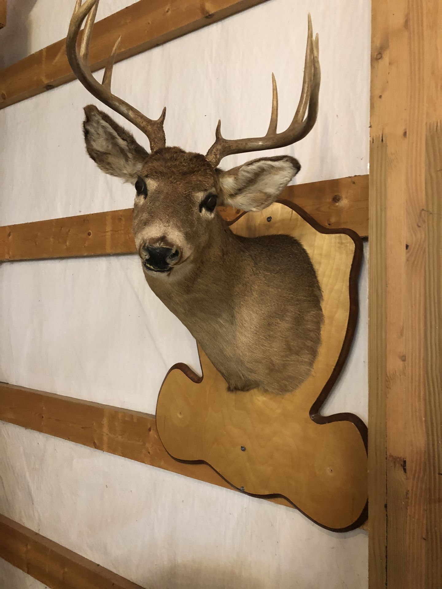 Taxidermy, Deermount