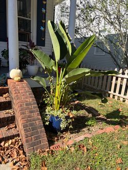 5+ ft Tall Birds of Paradise x2