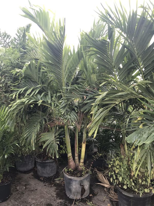 Adonidia Palm Or Christmas Palm for Sale in Lake Worth, FL OfferUp