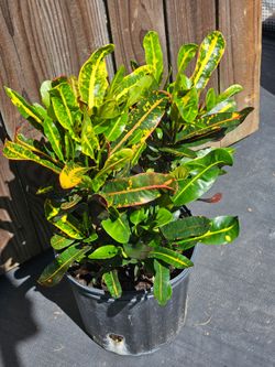 Crotons mamma