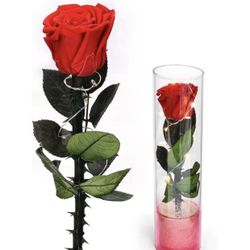 Birthday Gifts for Women, Fresh Flowers Gift for Christmas Day，Forever Preserved Real Red Rose Flower Birthday Gift for Women, Beauty and The Beast Ro
