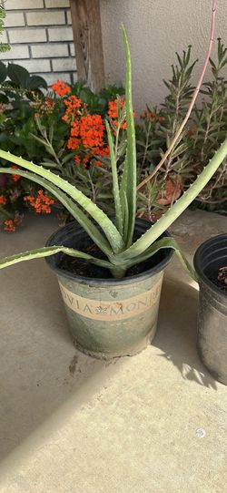 Aloe Vera