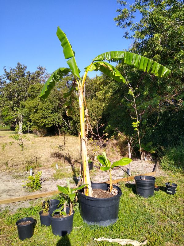 Banana tree for Sale in Mount Dora, FL OfferUp