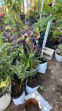 Plants
