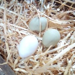 🐣Egg Hatching 