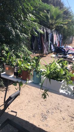 Yard sale / plants just $10-$5