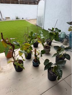 Large Philodendrons