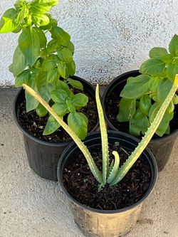 Albahaca & Aloe Vera Plant $5