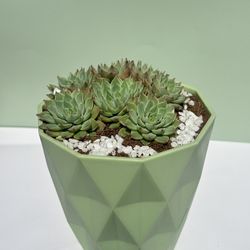 Beautiful Real Succulent Echeveria