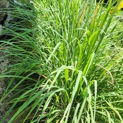 Lemongrass Grass