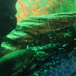 tank, oxygen bubbler, rocks, heater, turtle, artificial plants included 