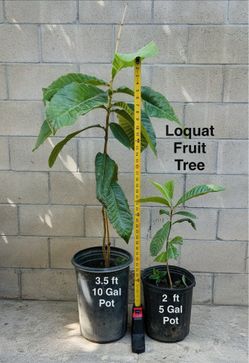 Loquat Fruit Trees ($45 pot#1 Or $30 Smaller)
