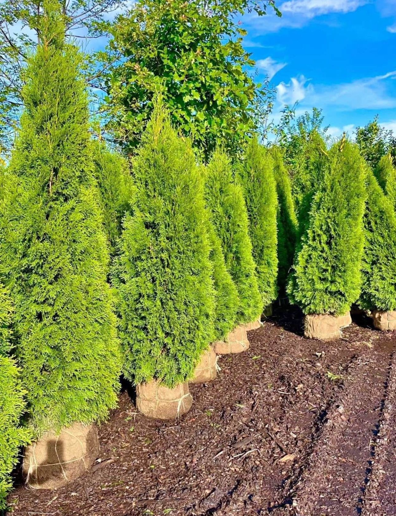 Privacy Tree Sale FREE DELIVERY! Emerald Green & Green Giants