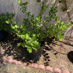 5 Gal Gardenia 