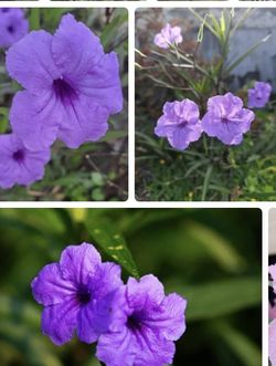 Tall Mexican Petunia Plants. (READ THE DESCRIPTION PLEASE)