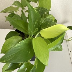 Mix of golden and neon pothos